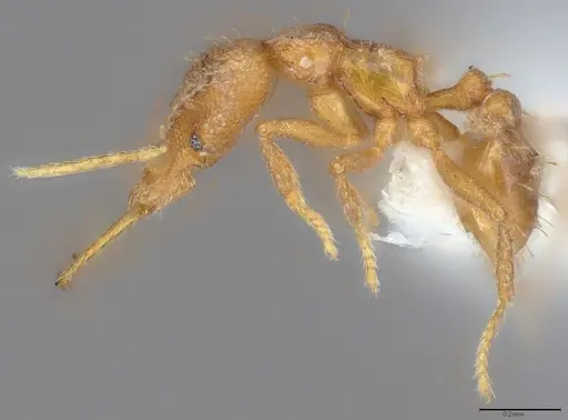 Strumigenys bernardi specimen CASENT0763673 image casent0763673_2