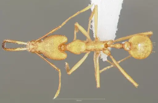 Strumigenys bibiolona specimen CASENT0005493 image casent0005493_1
