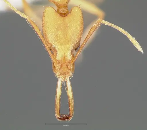Strumigenys bibiolona specimen CASENT0005493 image casent0005493_2