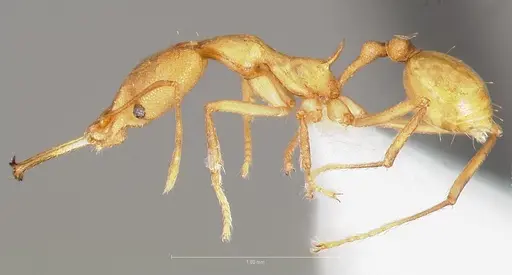Strumigenys bibiolona specimen CASENT0005493 image casent0005493_3
