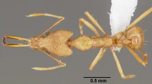 Strumigenys bibiolona specimen CASENT0005494 image casent0005494_1