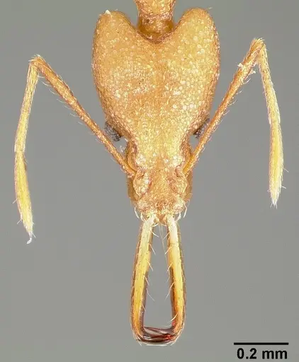 Strumigenys bibiolona specimen CASENT0005494 image casent0005494_2