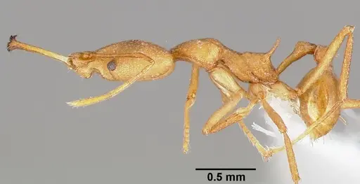 Strumigenys bibiolona specimen CASENT0005494 image casent0005494_3