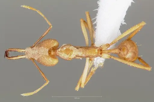 Strumigenys bibiolona specimen CASENT0005495 image casent0005495_1