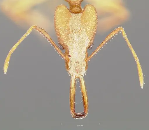 Strumigenys bibiolona specimen CASENT0005495 image casent0005495_2