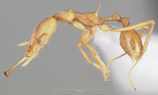 Strumigenys bibiolona specimen CASENT0005495 image casent0005495_3