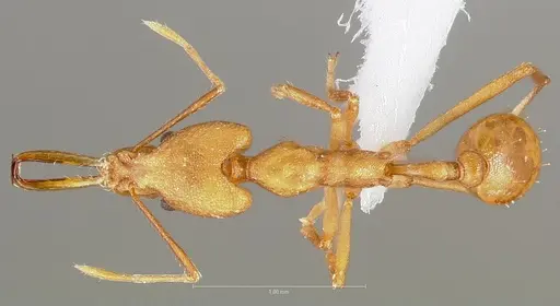 Strumigenys bibiolona specimen CASENT0005496 image casent0005496_1