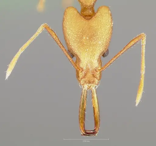 Strumigenys bibiolona specimen CASENT0005496 image casent0005496_2