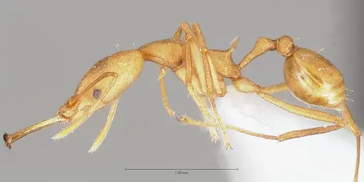 Strumigenys bibiolona specimen CASENT0005496 image casent0005496_3