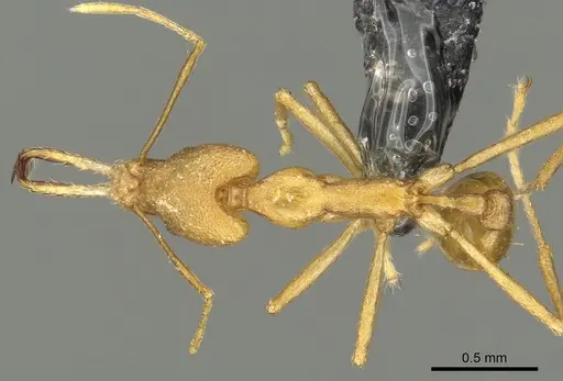 Strumigenys bibiolona specimen CASENT0900697 image casent0900697_1