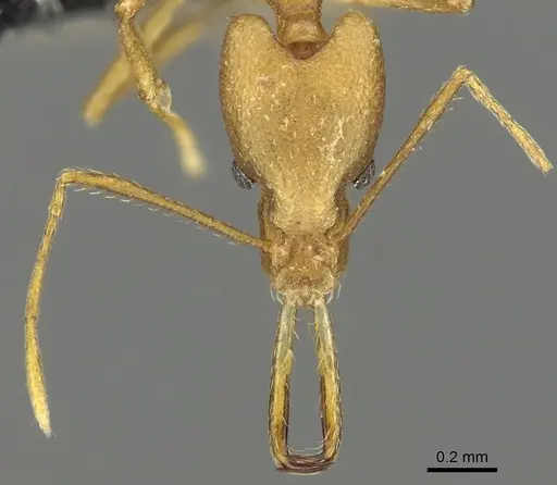 Strumigenys bibiolona specimen CASENT0900697 image casent0900697_2