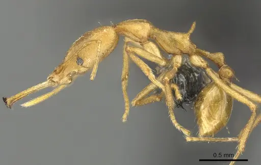 Strumigenys bibiolona specimen CASENT0900697 image casent0900697_3