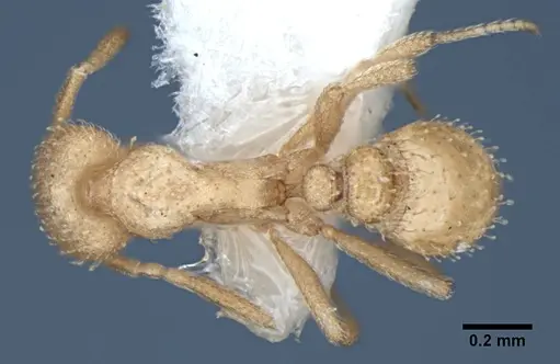 Strumigenys bibis specimen ANIC32-017754 image anic32-017754_1