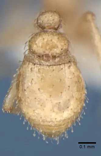 Strumigenys bibis specimen ANIC32-017754 image anic32-017754_2