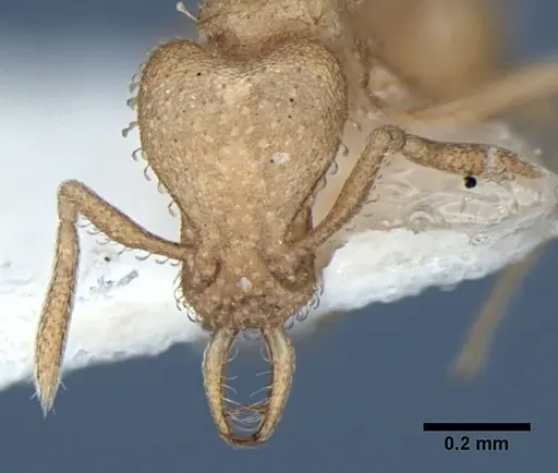 Strumigenys bibis specimen ANIC32-017754 image anic32-017754_3