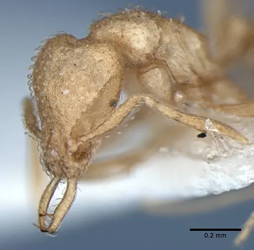 Strumigenys bibis specimen ANIC32-017754 image anic32-017754_4