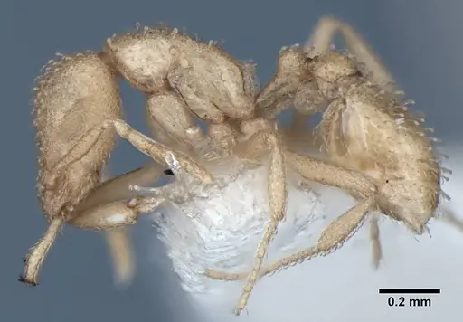 Strumigenys bibis specimen ANIC32-017754 image anic32-017754_5