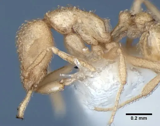 Strumigenys bibis specimen ANIC32-017754 image anic32-017754_6