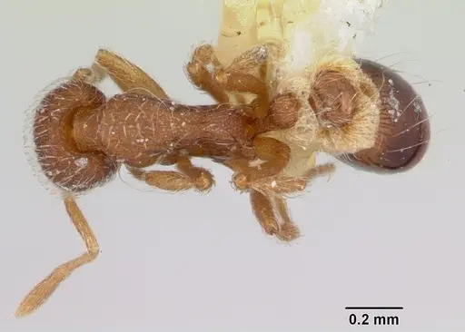Strumigenys bimarginata specimen CASENT0103122 image casent0103122_1