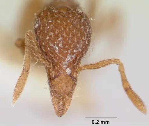 Strumigenys bimarginata specimen CASENT0103122 image casent0103122_2