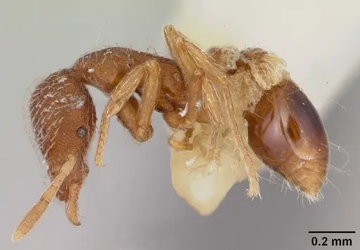 Strumigenys bimarginata specimen CASENT0103122 image casent0103122_3