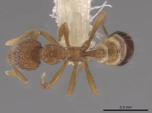 Strumigenys bimarginata specimen CASENT0648374 image casent0648374_1