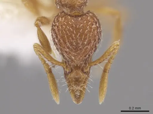 Strumigenys bimarginata specimen CASENT0648374 image casent0648374_2