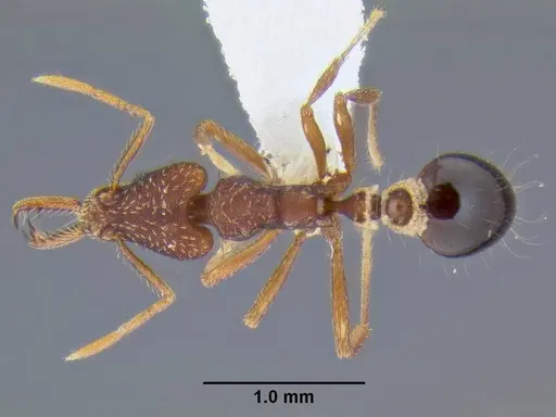 Strumigenys biolleyi specimen CASENT0106237 image casent0106237_1