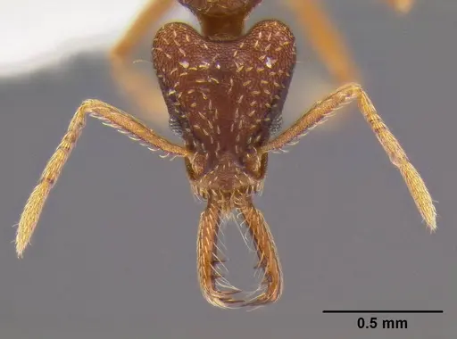 Strumigenys biolleyi specimen CASENT0106237 image casent0106237_2