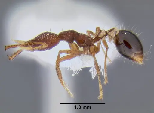 Strumigenys biolleyi specimen CASENT0106237 image casent0106237_3