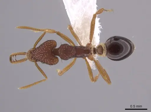 Strumigenys biolleyi specimen CASENT0653674 image casent0653674_1