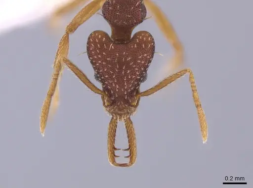 Strumigenys biolleyi specimen CASENT0653674 image casent0653674_2