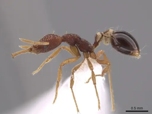 Strumigenys biolleyi specimen CASENT0653674 image casent0653674_3