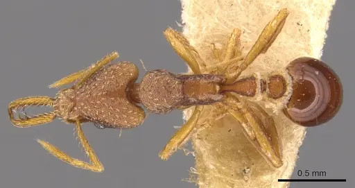 Strumigenys biolleyi specimen CASENT0900426 image casent0900426_1