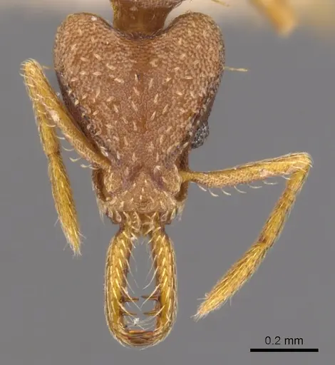 Strumigenys biolleyi specimen CASENT0900426 image casent0900426_2