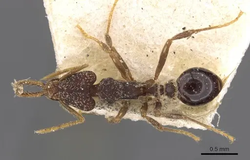 Strumigenys biolleyi specimen CASENT0909322 image casent0909322_1