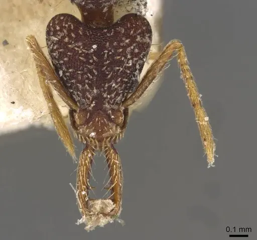 Strumigenys biolleyi specimen CASENT0909322 image casent0909322_2