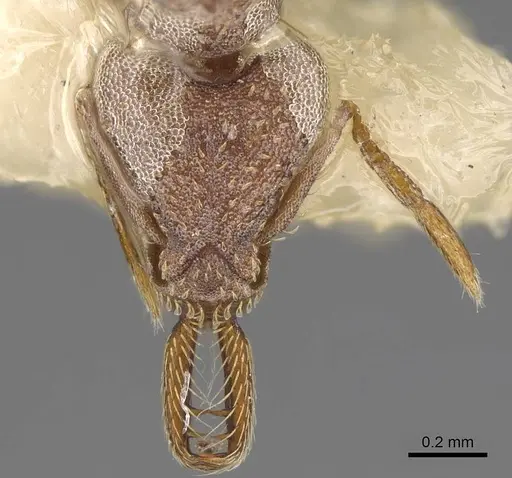 Strumigenys biolleyi specimen CASENT0914504 image casent0914504_2