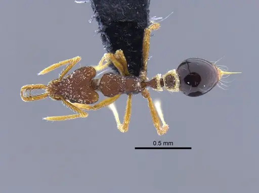 Strumigenys biolleyi specimen CBUMAGENT41986 image cbumagent41986_1