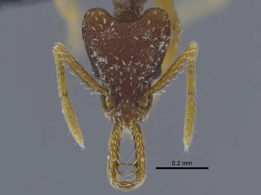 Strumigenys biolleyi specimen CBUMAGENT41986 image cbumagent41986_2