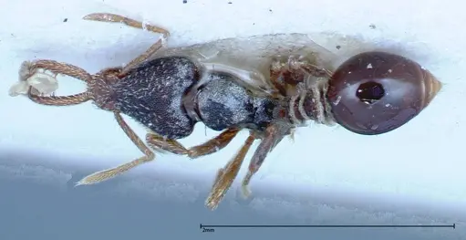 Strumigenys biolleyi specimen FOCOL0187 image focol0187_1
