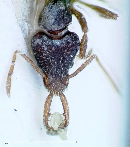 Strumigenys biolleyi specimen FOCOL0187 image focol0187_2