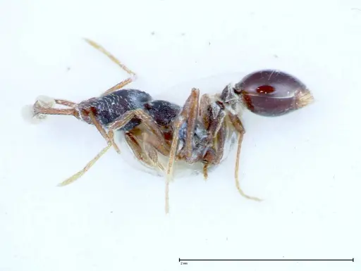 Strumigenys biolleyi specimen FOCOL0187 image focol0187_3