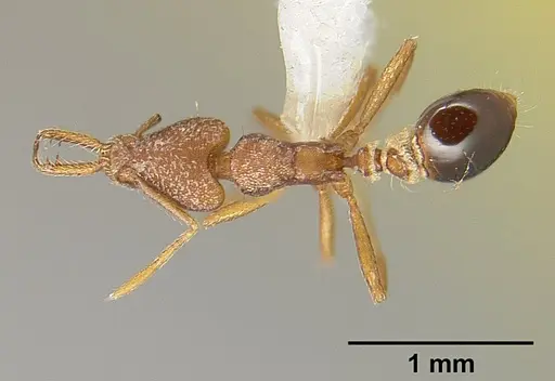 Strumigenys biolleyi specimen JTLC000003333 image jtlc000003333_1