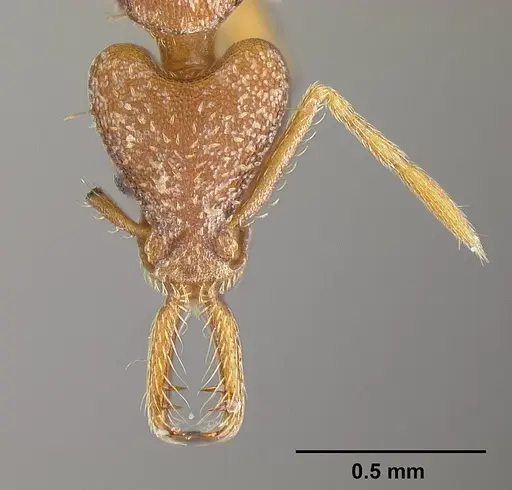 Strumigenys biolleyi specimen JTLC000003333 image jtlc000003333_2