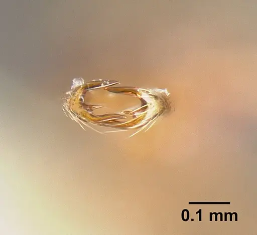 Strumigenys biolleyi specimen JTLC000003333 image jtlc000003333_3