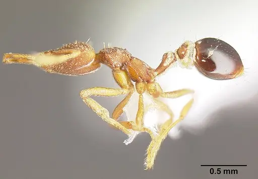 Strumigenys biolleyi specimen JTLC000003333 image jtlc000003333_4