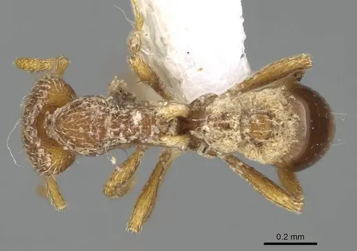 Strumigenys biroi specimen CASENT0215143 image casent0215143_1