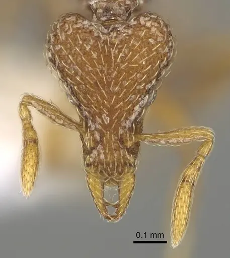 Strumigenys biroi specimen CASENT0215143 image casent0215143_2