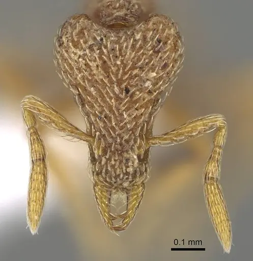 Strumigenys biroi specimen CASENT0216908 image casent0216908_2